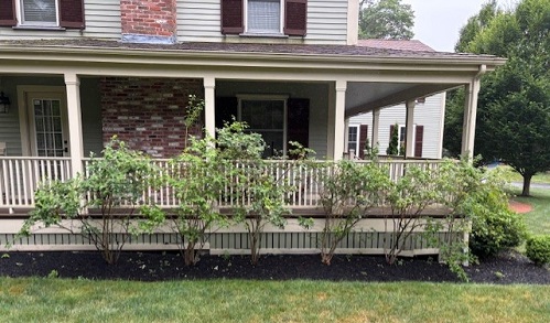 Blueberry 2 house big bushes.jpg